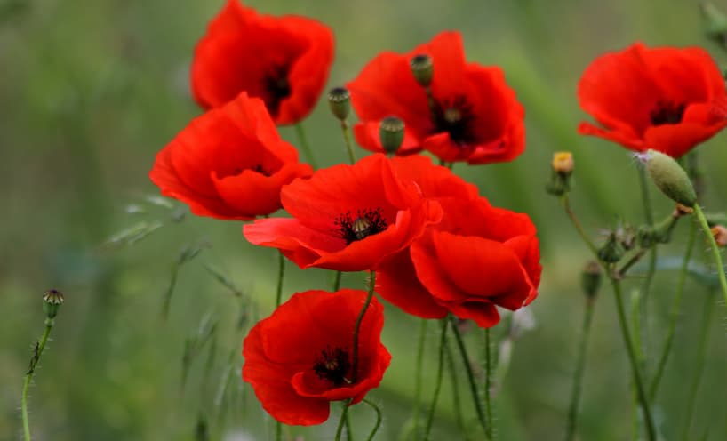 Image of poppy flowers